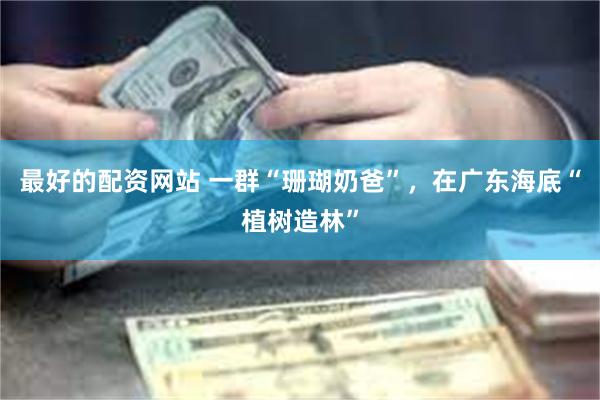 最好的配资网站 一群“珊瑚奶爸”，在广东海底“植树造林”